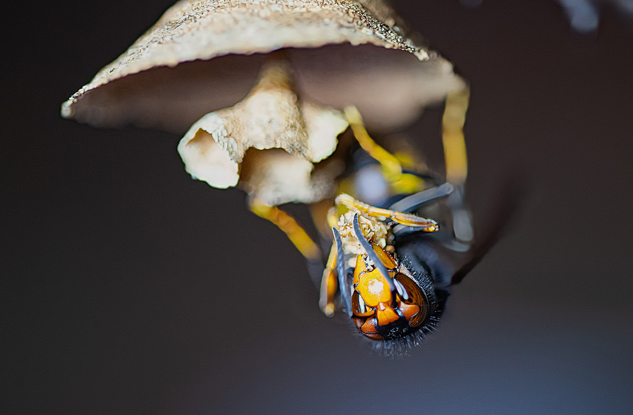 Kleine vondst, groot effect