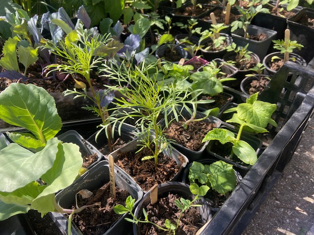 Moestuindagen bij The Fig Tree