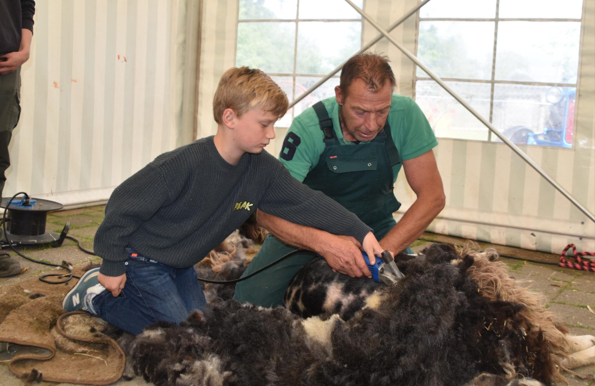 Schapen van Boerenvreugd klaar voor de zomer