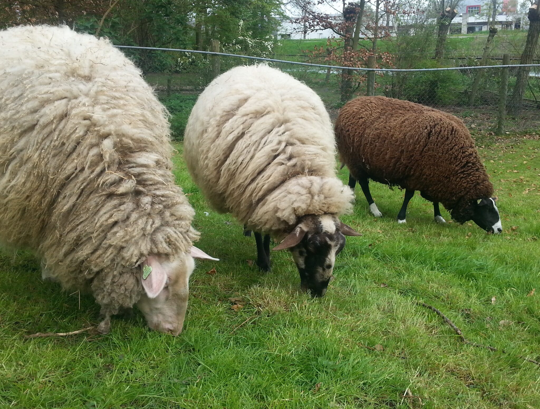Schapen scheren en knutselen bij Boerenvreugd
