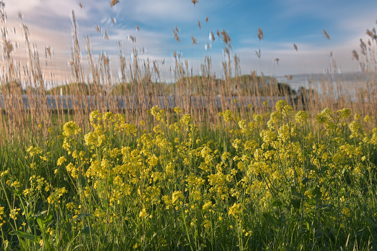 Groei en bloei langs N201 vergroot biodiversiteit en verkeersveiligheid