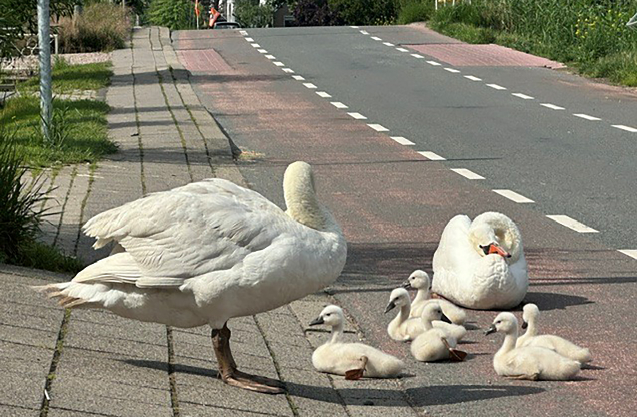 Zomerse traagheid in De Kwakel