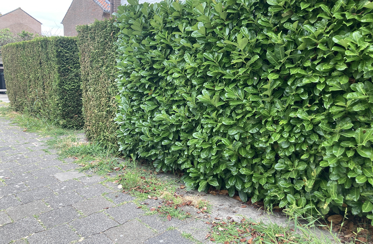 Steeds groener in Proostdij Mijdrecht