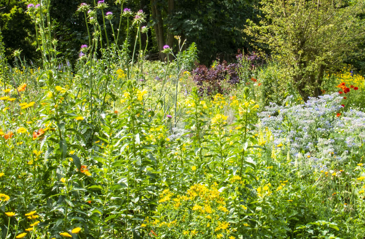 Open dag Tuin Bram de Groote