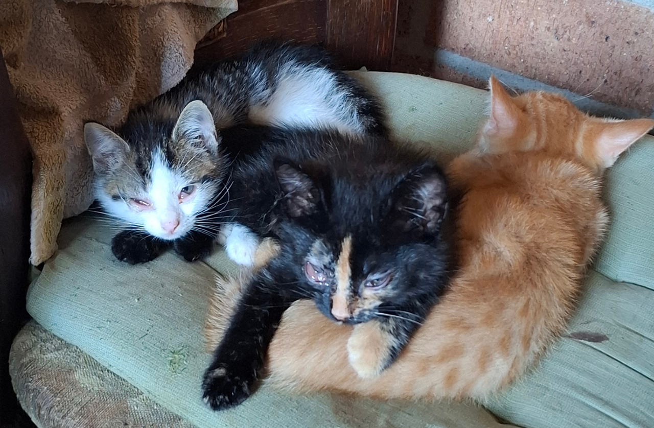 Kattenhandelaarster huisvest zieke dieren in zwaar vervuilde woning