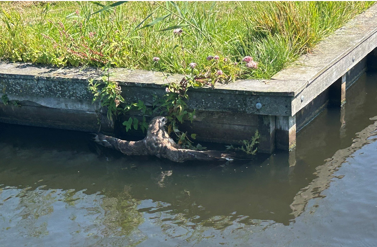 Hulpeloze buizerd uit het water gered